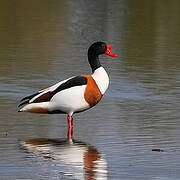 Common Shelduck