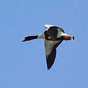 Common Shelduck