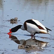 Common Shelduck