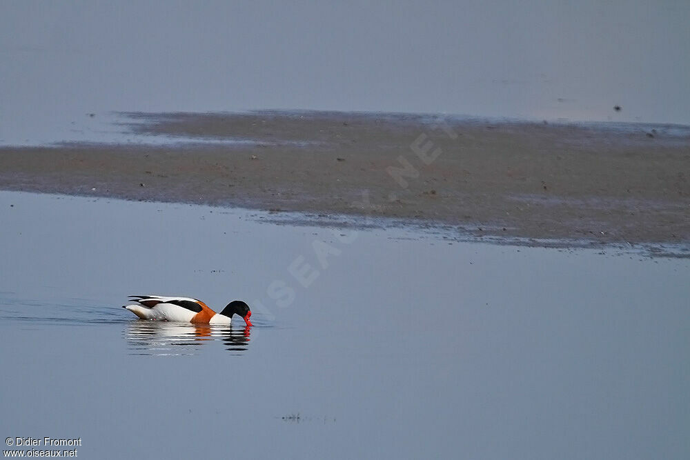 Common Shelduck male adult