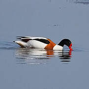 Common Shelduck