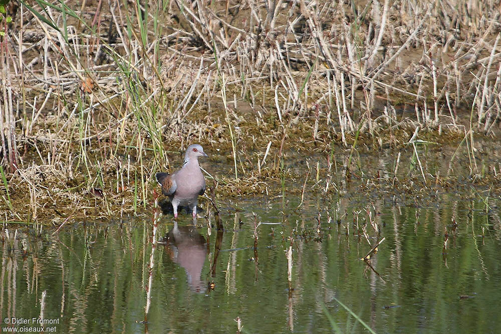 European Turtle Dove