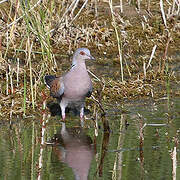 European Turtle Dove