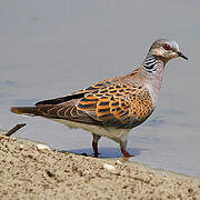 European Turtle Dove