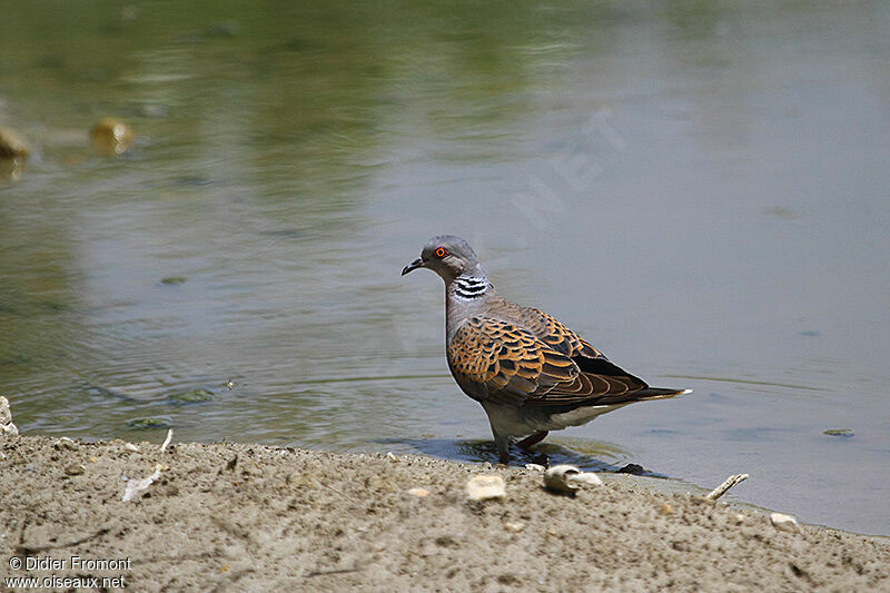 European Turtle Dove