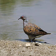 European Turtle Dove