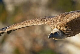 Griffon Vulture