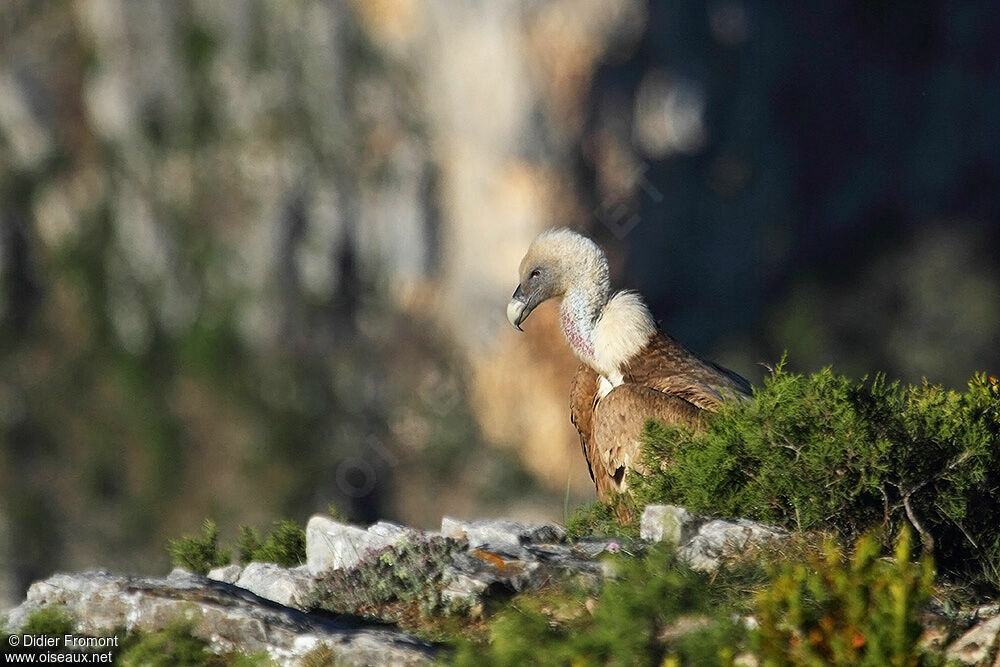 Griffon Vulture