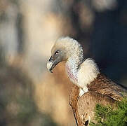 Griffon Vulture