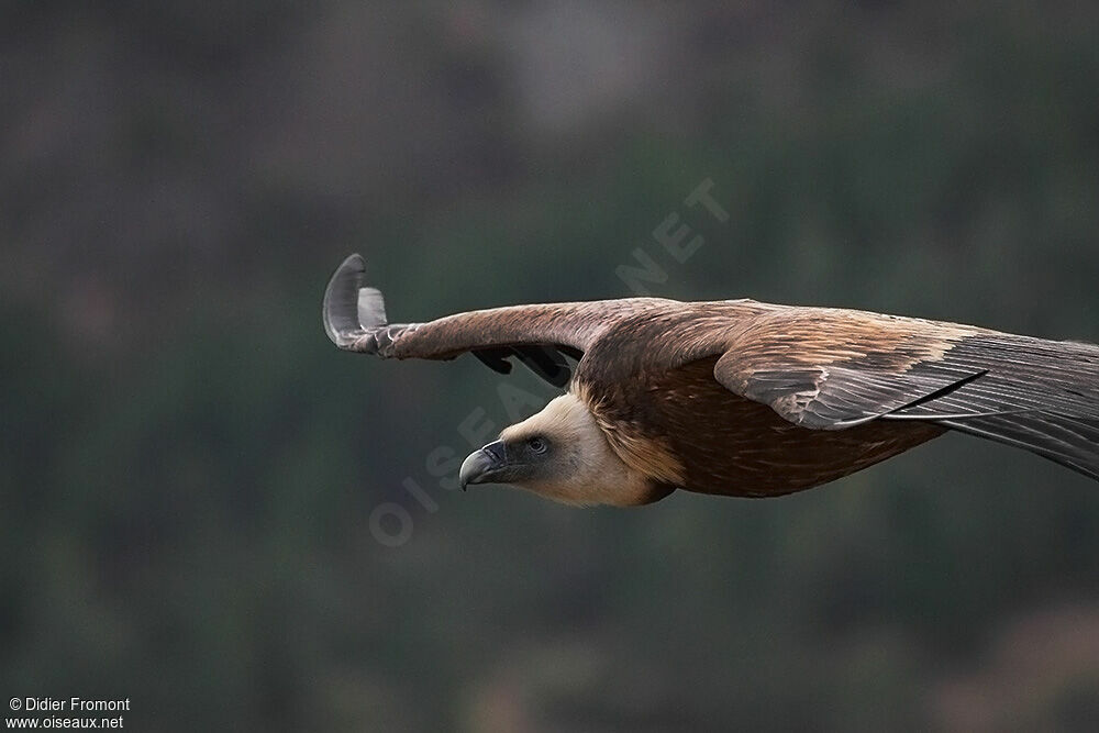 Griffon Vulture