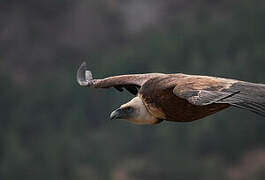 Griffon Vulture