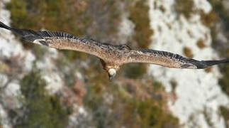 Griffon Vulture