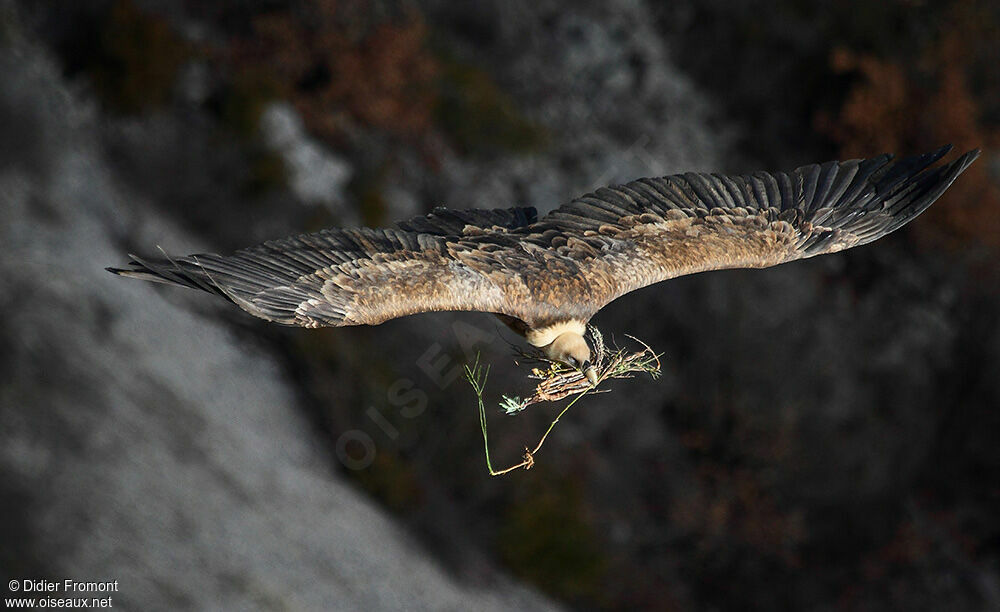 Griffon Vulture