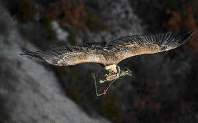 Griffon Vulture