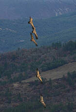 Vautour fauve