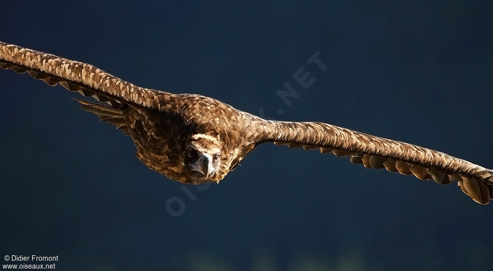 Cinereous Vulture