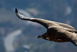 Cinereous Vulture