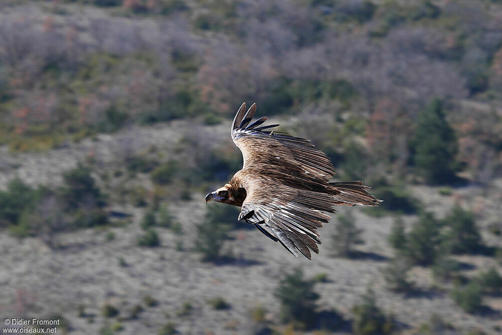 Vautour moine