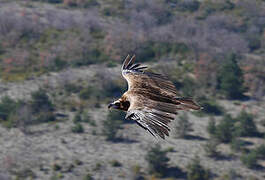 Cinereous Vulture