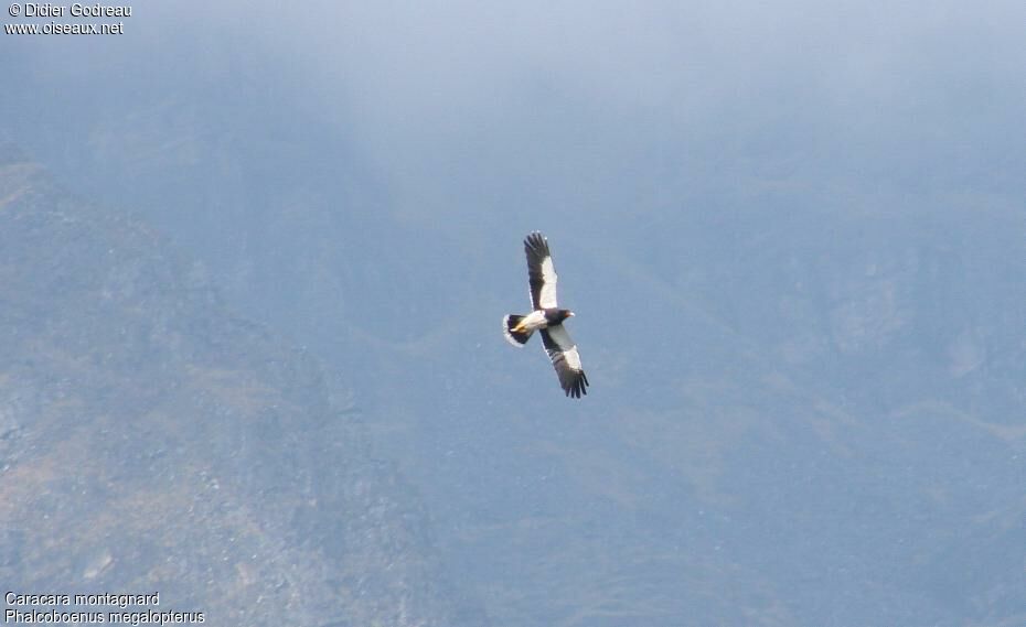 Mountain Caracara