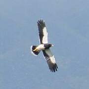 Mountain Caracara