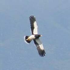 Caracara montagnard