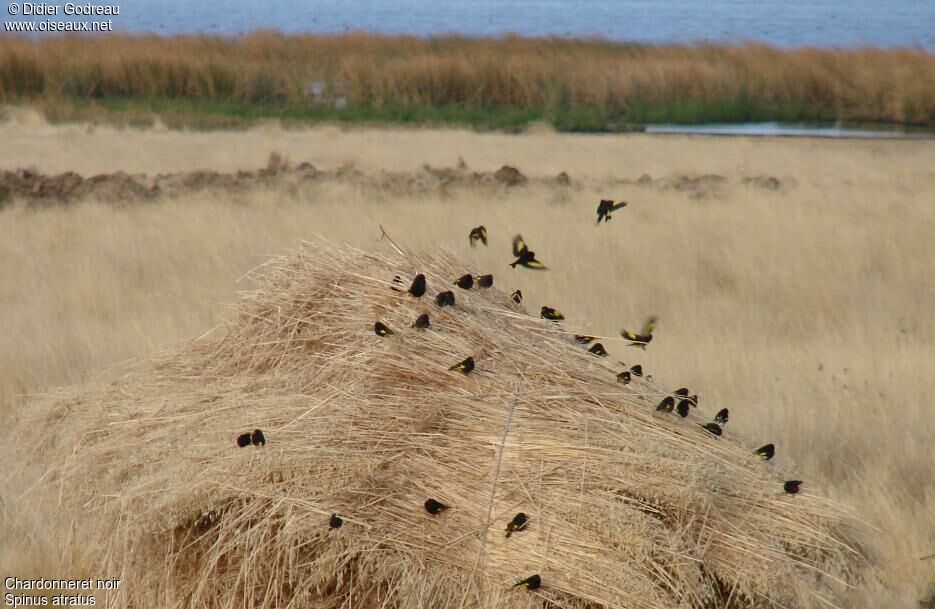 Black Siskin