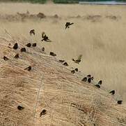 Black Siskin