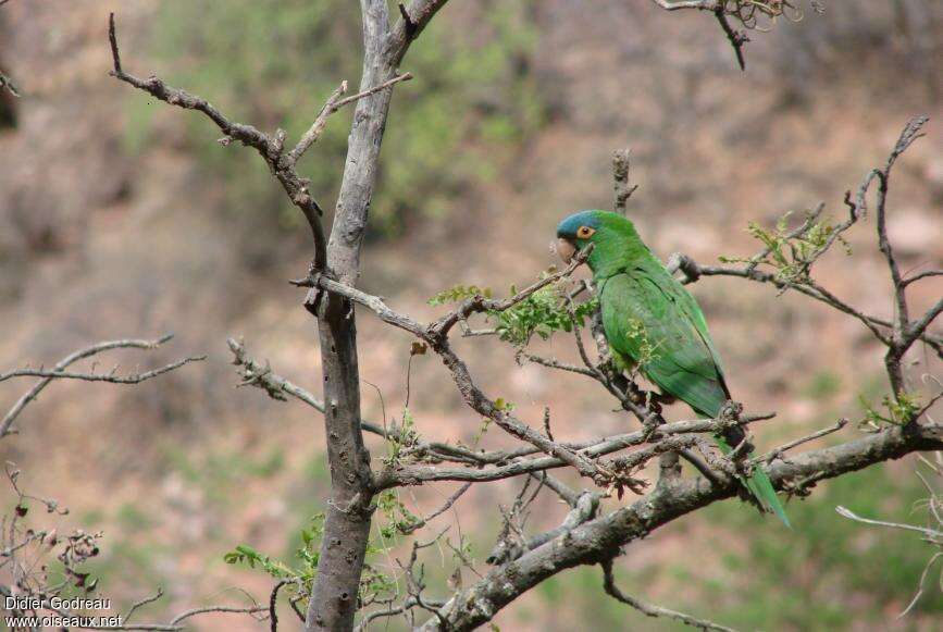 Blue-crowned Parakeetadult, identification