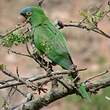 Conure à tête bleue