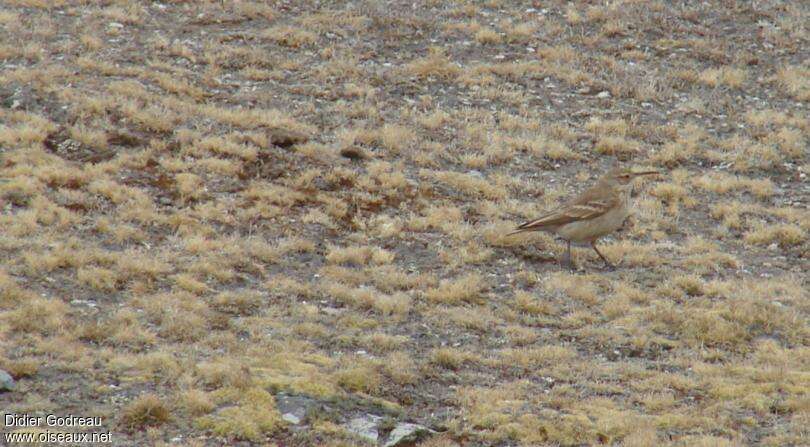 Slender-billed Miner, identification