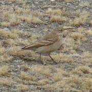 Slender-billed Miner