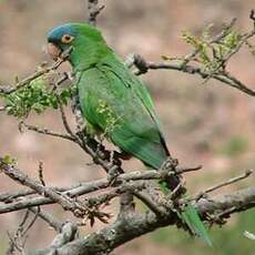 Conure à tête bleue