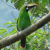 Toucanet à gorge noire