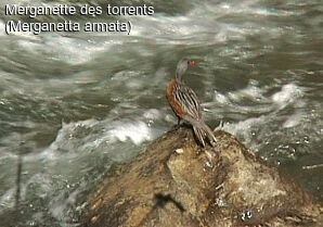 Torrent Duck