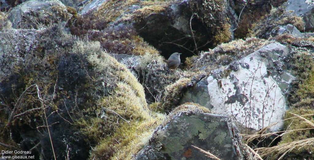 Puna Tapaculo male adult, habitat