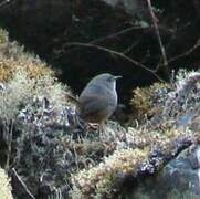 Puna Tapaculo