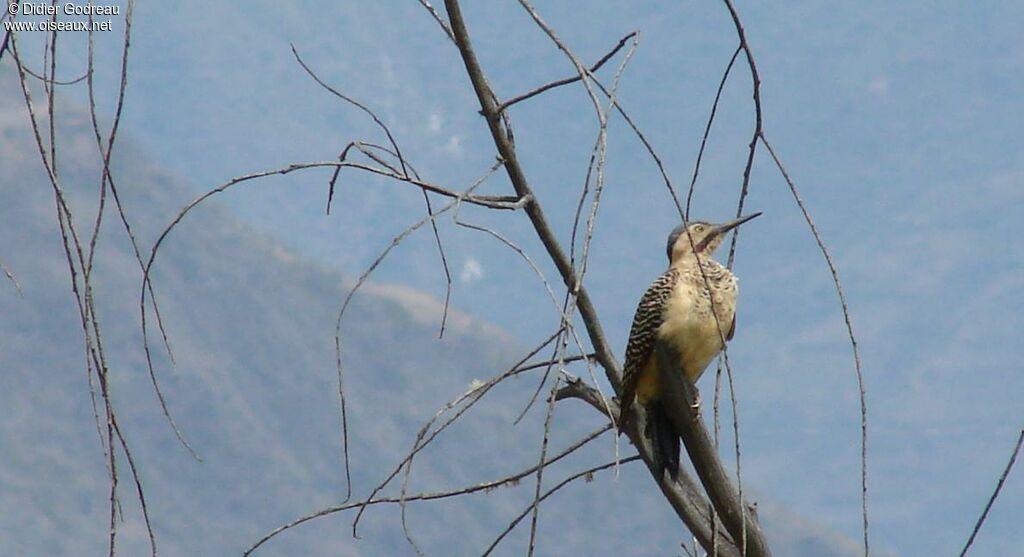 Andean Flicker