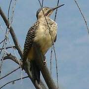 Andean Flicker