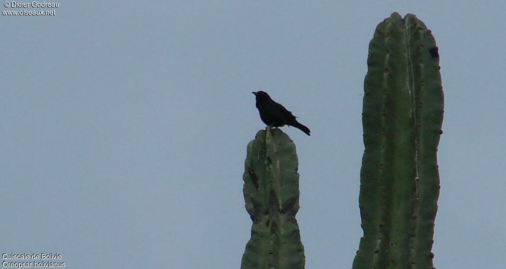 Bolivian Blackbird