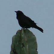 Bolivian Blackbird