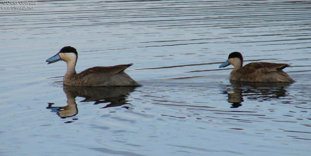 Puna Teal