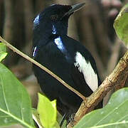 Seychelles Magpie-Robin