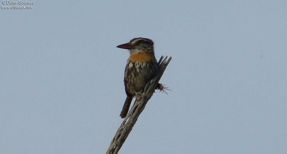 Caatinga Puffbird