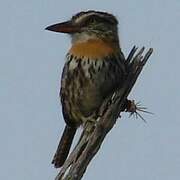 Caatinga Puffbird