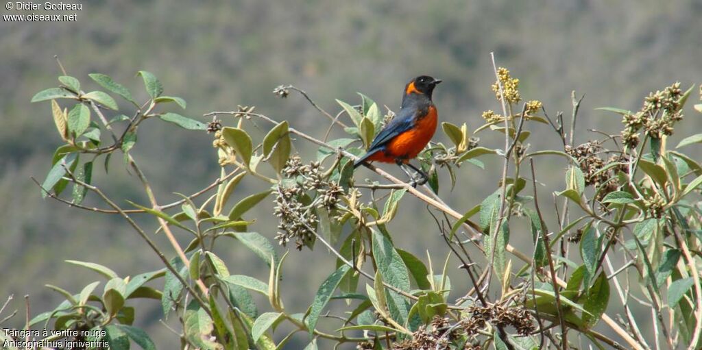 Scarlet-bellied Mountain Tanager