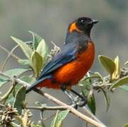 Scarlet-bellied Mountain Tanager