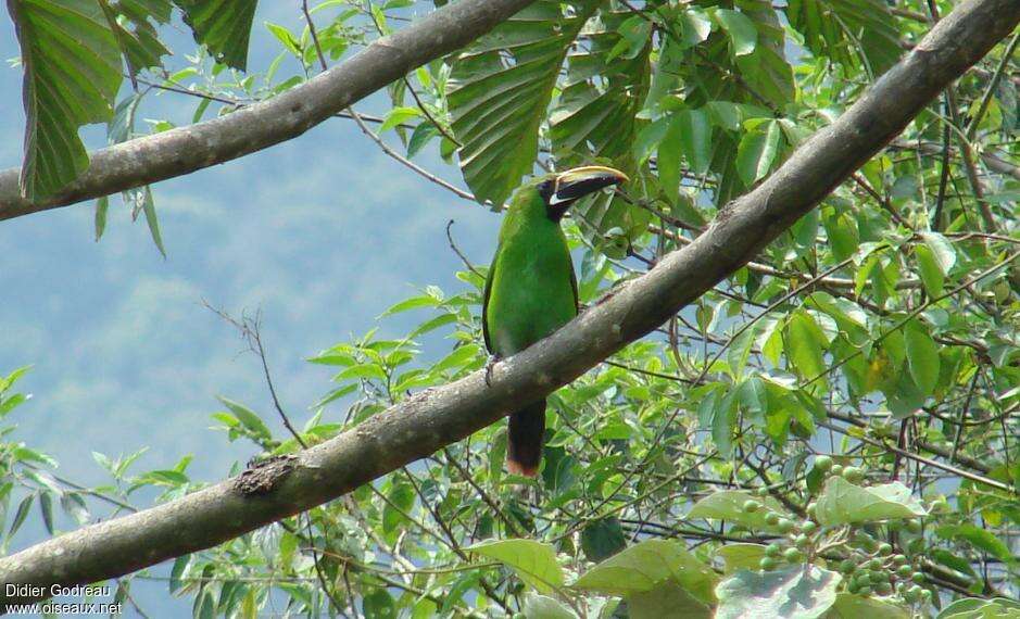 Toucanet à gorge noireadulte, habitat, pigmentation