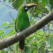 Toucanet à gorge noire