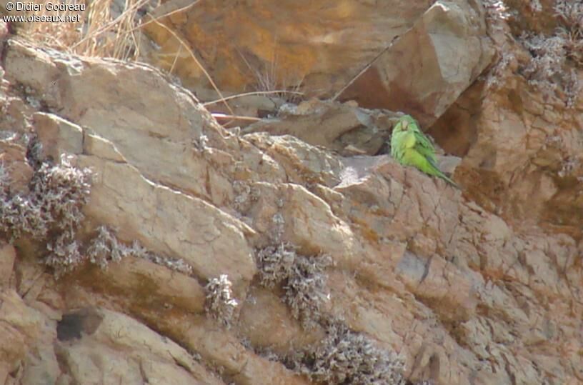 Mountain Parakeet